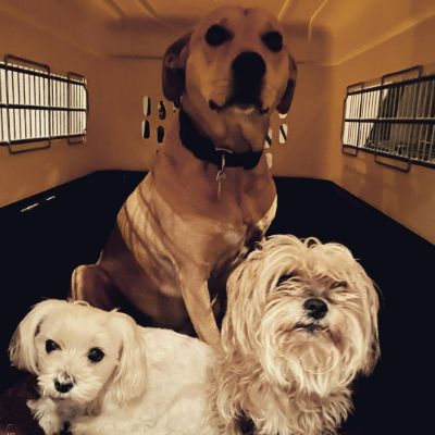 A picture of Kyle Jacobs's three dogs, Abby (middle) Peanut (left), and baby Chewbacca (right). 